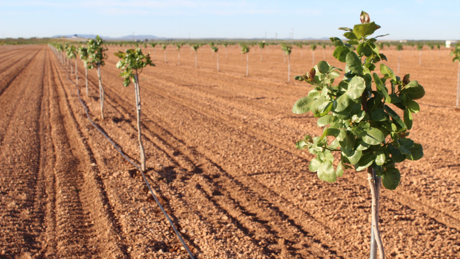 Pistachos_1|web_grafica_valoracion_superficie_8d6d07502b|web_grafica_evolucion_exportaciones_frutas_8e21489ab3